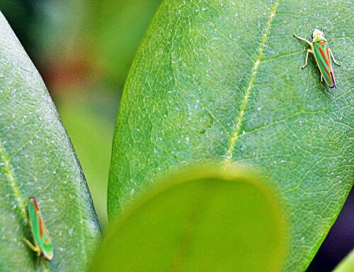 rhododendronzikaden-graphoceph-19455.jpeg