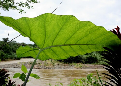 Das Blatt habe ich am Ausgang eines kleinen Regenwaldes direkt am Fluss entdeckt.

Aufnameort: Costa Rica
Kamera: Canon 450D