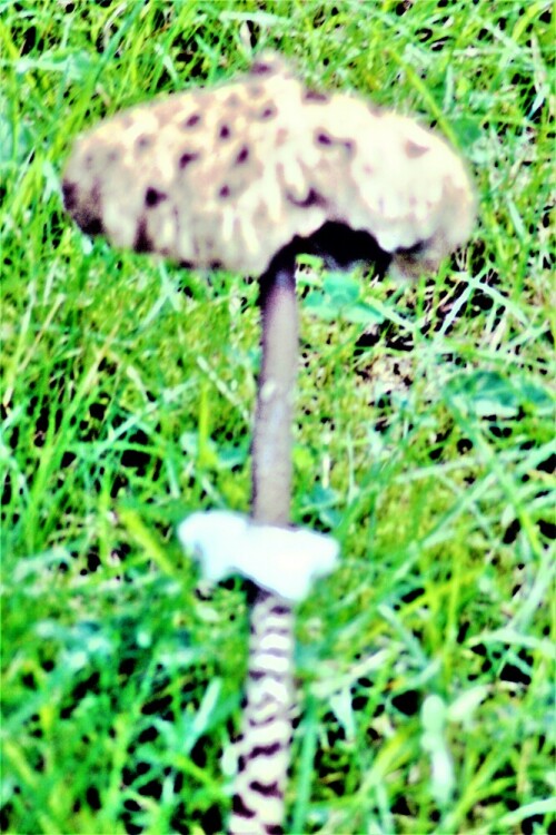 riesenschirmling-parasol-macrolepiota-singer-27066.jpeg