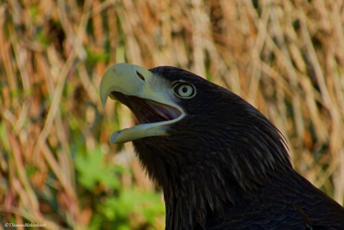 

Aufnameort: Tierpark Berlin
Kamera: Canon Hs50Sx