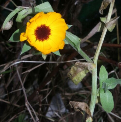 ringelblume-calendula-officina-15739.jpeg