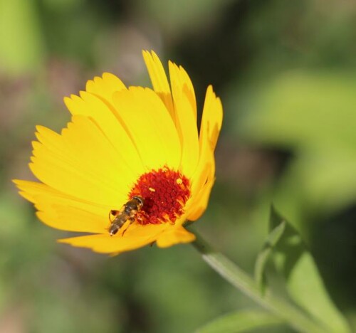 Ein Korbblütler(Asteraceae), der auch in der Naturheilkunde Verwendung findet.
https://de.wikipedia.org/wiki/Ringelblume

Aufnameort: Eiershausen Garten
Kamera: Canon EOS 700D