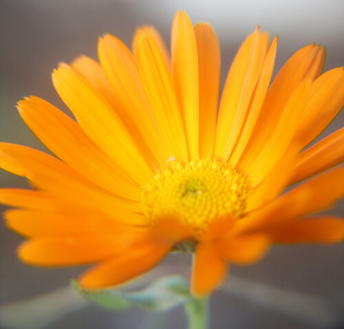 ringelblume-calendula-officinalis-l-18032.jpeg