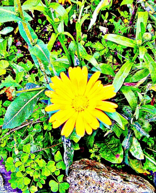 ringelblume-calendula-officinalis-l-30403.jpeg