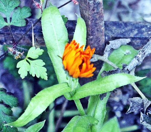 Ein Korbblütler(Asteraceae), der auch in der Pflanzenheilkunde Verwendung findet. Sie ist ein einjähriges Kraut, dessen Herkunft aus dem Mittelmeergebiet vermutet wird.
 https://de.wikipedia.org/wiki/Ringelblume

Aufnameort: Eiershausen Garten
Kamera: Canon EOS 1300D