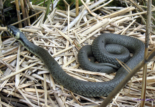 Eine Ringelnatter (Natrix natrix) sonnte sich an einem schönen Maitag auf diesem Blessrallennest im Schilf des Görnsees. Ob sie vorher das Blessrallennest ausgeraubt, sprich die Eier gefressen hatte, war nicht zu erkennen. Ringelnattern fressen durchaus die Eier von Blessrallen und anderen Wasservögeln. Groß genug dafür wäre die Natter gewesen. Es waren aber weder Verdickungen im Leib des Tieres zu erkennen, noch sah das Nest so aus, als ob es vor kurzem bewohnt war. Anscheinend hatte die Ringelnatter also nur ein Sonnenbad genommen.

Aufnameort: Görnsee bei Grebs
Kamera: Canon PowerShot A610