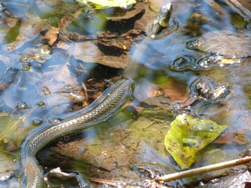 Diese wunderschöne Ringelnatter, hielt sich direkt vor unseren
füßen im Wasser auf. Durch die schlängelnden Bewegungen,
war sie allerdings nicht sehr gut zu fotografieren.

Aufnameort: Egelsbach/Hessen
Kamera: Lumix FZ 48