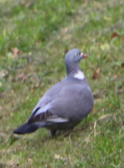 ringeltaube-columba-palumbus-l-13934.jpeg