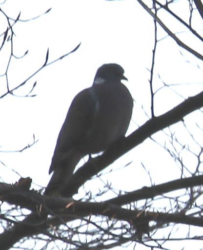 ringeltaube-columba-palumbus-l-16553.jpeg