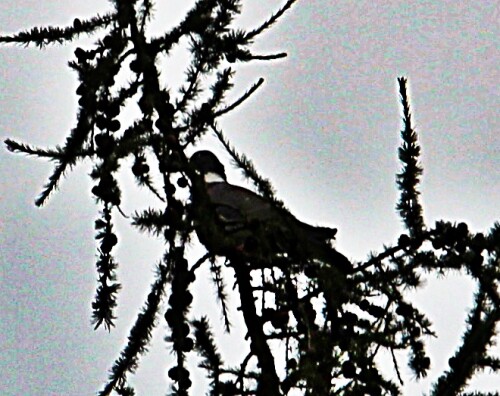 ringeltaube-columba-palumbus-l-19588.jpeg