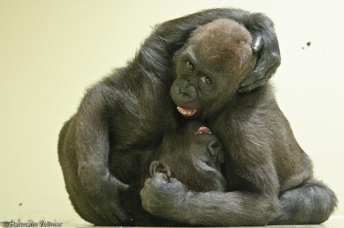 Die beiden Gorillajungen Monza und Upala machen einen spielerischen Ringkampf. Sie stammen nicht aus der Wilhelma, werden aber dort zusammen von Pflegern im Aufzuchthaus großgezogen, da ihre natürlichen Mütter aus verschiedenen Gründen dazu nicht in der Lage waren.

Aufnameort: DEU, BW, Stuttgart, Wilhelma
Kamera: Nikon D300, Sigma 120-400