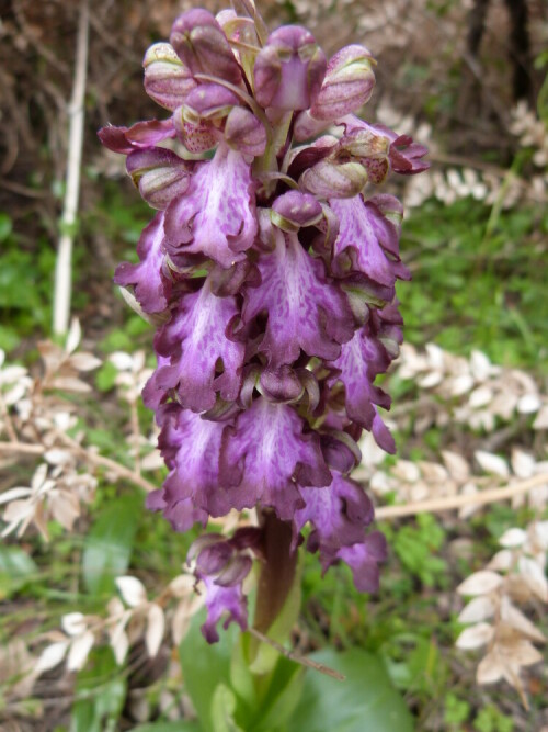 Diese wunderschöne Orchidee trafen wir auf unserer Wanderung
Anfang April in den Cevennen ins Südfrankreich. Es ist eine Orchidee mit einer außergewöhnlichen Größe. Bis 40 cm Höhe.

Aufnameort: Cevennen/Südfrankreich
Kamera: Lumix FZ 48