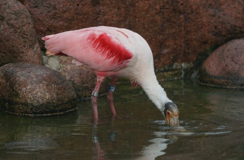 Der namensgebende löffelähnliche Schnabel wird hier gerade unter die Wasseroberfläche getaucht.

Aufnameort: Kölner Zoo
Kamera: Sony Alpha 7/II