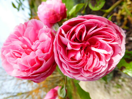 Leonardo da Vinci Rose im Botanischen Garten der Universität in Ulm am Eselsberg

Aufnameort: Ulm / Eselsberg
Kamera: Panasonic Lumix TZ-61