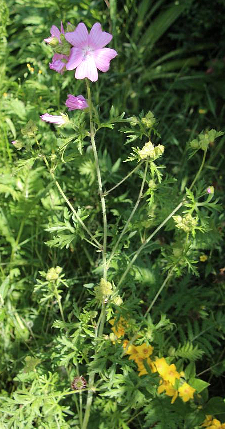 Die Rosen-Malve ähnelt der Moschus-Malve, kann aber von dieser auch mit Hilfe der Grundblätter unterschieden werden, die bei der Moschus-Malve eher gelappt erscheinen.
https://de.wikipedia.org/wiki/Rosen-Malve

Aufnameort: Eiershausen Garten
Kamera: Canon EOS 700D