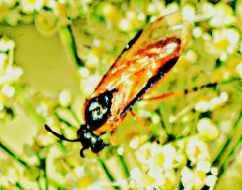 Sie gehört zur Familie der Bürstenhornblattwespen(Argidae).
In Deutschland sind achtzehn Arten der Gattung bislang bekannt.
https://de.wikipedia.org/wiki/Rosenb%C3%BCrstenhornwespe

Aufnameort: Eibelshausen Lohmühlenweiher im Nordosten
Kamera: Canon EOS 1300D