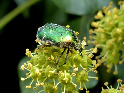 Auch dieser Käfer ist seit längeren im unseren Garten heimisch. Er sitit gerne im Flox und auch später im Jahr inm Efeu

Aufnameort: Lauchringen, Beethovenstrasse 16
Kamera: Lumic DMC FZ 200