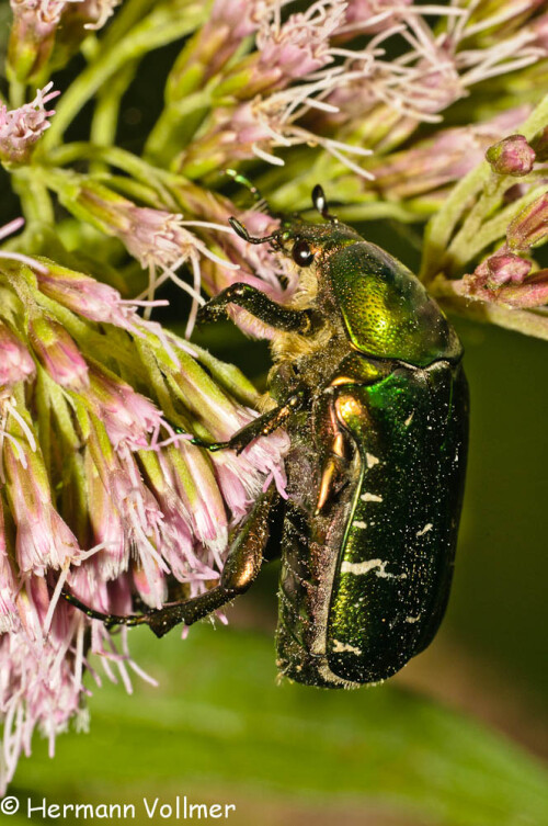 

Aufnameort: DEU, BW, Hemmingen, Zeilwald
Kamera: Nikon D300, Sigma 3,5/180 Macro, Blitz