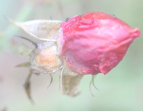 Rosen gelten als namensgebende Gattung der Rosengewächsen.
Es werden zwischen hundert bis zweihundertfünfzig Arten hierzu gezählt.
https://de.wikipedia.org/wiki/Rosen

Aufnameort: Eiershausen Garten
Kamera: Canon EOS 700D