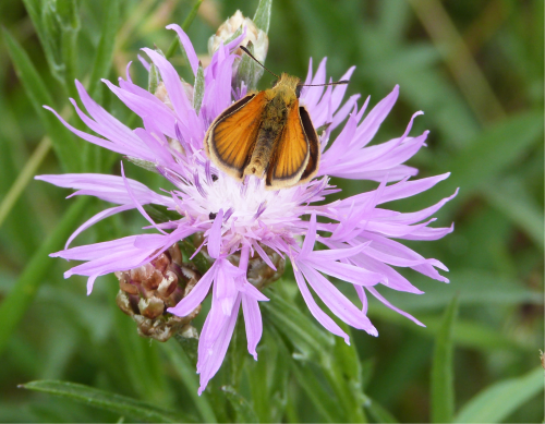 Gänse, Enten, Störche, Biber und Nutria fühlen sich am Reinheimer Teich wohl, sondern auch jede Menge Libellen, Falter und Insekten. Dieser wunderschöne, charakteristische Falter saß auf einer Flockenblume wie ein Model.

Aufnameort: Reinheimer Teich/Odenwald
Kamera: Lumix fz 48