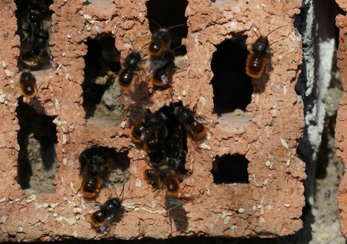 An einem Wildbienenhotel im Wildtiergehege Dünnwald tummeln sich Mauerbienen

Aufnameort: Wildtiergehege Köln Dünnwald
Kamera: Sony Alpha 7/II