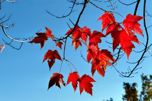 Blätter des Rotahorns (Acer rubrum)

Aufnameort: Arboretum in Tübingen
Kamera: Yashica FX-D, Bj. 1980; Obj. 50 mm