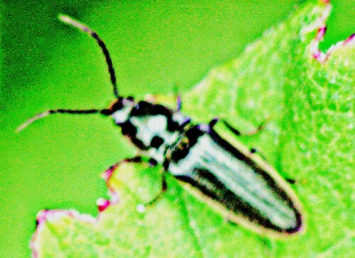 Jene Käferart gehört zur Familie der Schnellkäfer(Elateridae).
Der Käfer überwintert, seine Larven können schädlich werden.
https://de.wikipedia.org/wiki/Rotbauchiger_Laubschnellk%C3%A4fer

Aufnameort: Eiershausen Waldrand
Kamera: Canon EOS 1300D