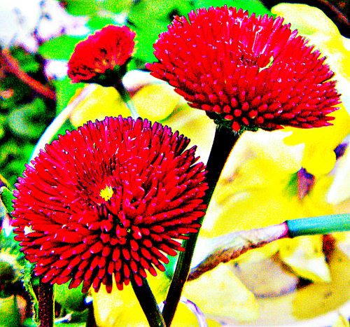 rote-ganseblumchen-bellis-perennis-l-sorte-rob-roy-29934.png