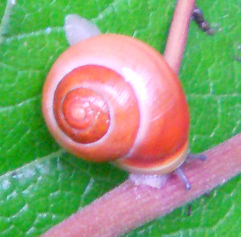 Eine der Gartenschnecken - hier in einer "selteneren" Grundfärbung.
Es gibt auch ähnliche Grundfärbungen bei der Hain-Bänderschnecke, diese unterscheiden sich aber durch einen meist dunkle Gehäusemündung.
http://de.wikipedia.org/wiki/Garten-B%C3%A4nderschnecke

Aufnameort: Eiershausen Schwarzbachtal
Kamera: Medion Digitaler Full-HD-Camcorder mit Touchscreen Medion Life