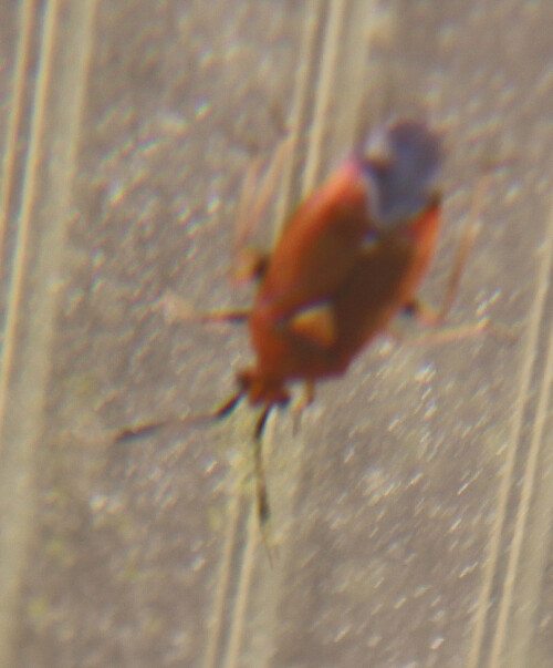 rote-halsring-weichwanze-deraeocoris-ruber-l-1758-17583.jpeg