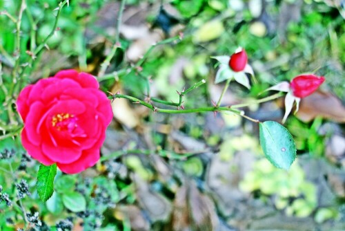 Eine rot gefärbte Rose
https://de.wikipedia.org/wiki/Kulturrosen

Aufnameort: Eiershausen Garten
Kamera: Canon EOS 1300D