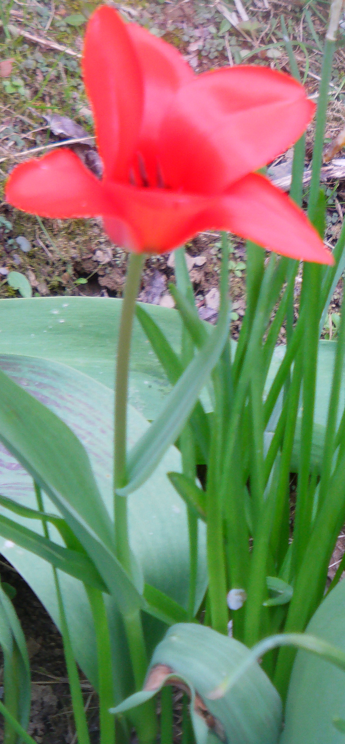 rote-tulpe-tulipa-l-18794.jpeg