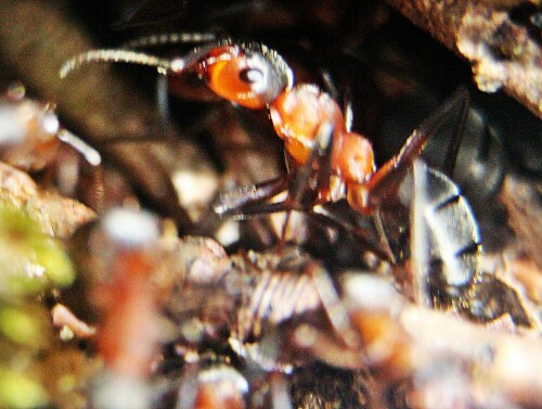 rote-waldameise-formica-rufa-l-1761-in-ihrem-nest-20557.jpeg