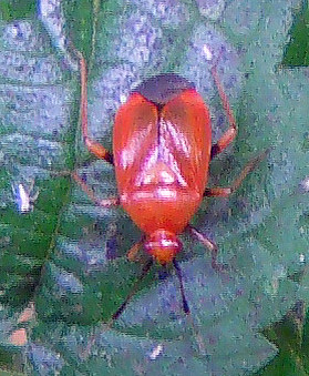 Eine farblich auffallende Weichwanze in der Vegetation.
Die Wanze gilt als "Nützling" in der Landwirtschaft, da sie sich auch von Blattläusen ernährt.
http://de.wikipedia.org/wiki/Rote_Weichwanze

Aufnameort: Eiershausen Hirschbergwald
Kamera: Medion Digitaler Full-HD-Camcorder mit Touchscreen Medion Life