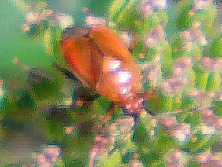 rote-weichwanze-deraeocoris-ruber-l-1758-13083.jpeg