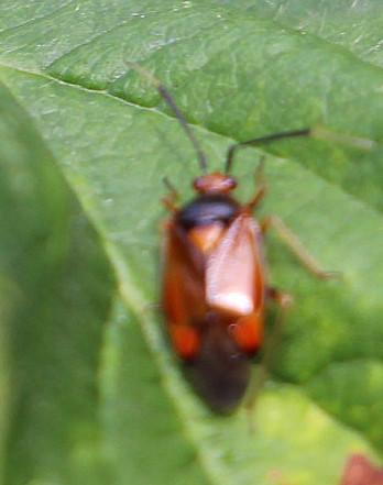 rote-weichwanze-deraeocoris-ruber-l-1758-14385.jpeg