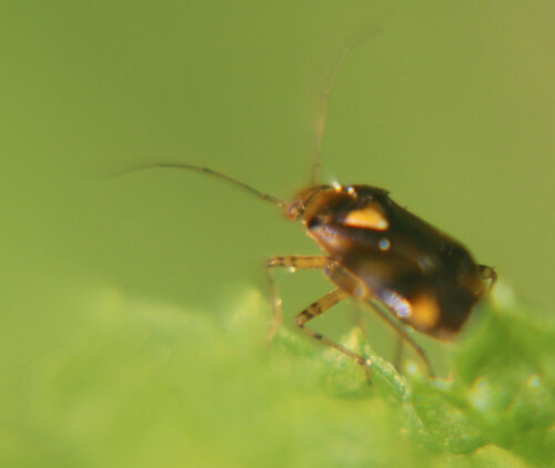 rote-weichwanze-deraeocoris-ruber-l-1758-17205.jpeg