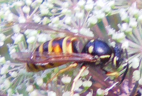 rote-wespe-1-vespula-rufa-l-1758-11194.jpeg