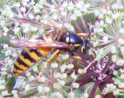 rote-wespe-vespula-rufa-l-1758-11193.jpeg