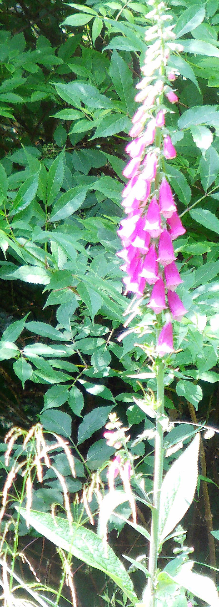 roter-fingerhut-digitalis-purpurea-l-10866.jpeg