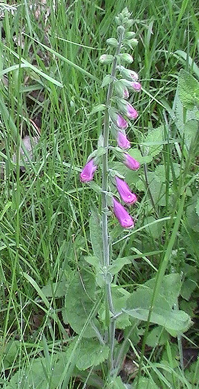 roter-fingerhut-digitalis-purpurea-l-12418.jpeg