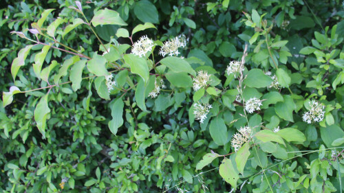 roter-hartriegel-cornus-sanguineus-l-17373.jpeg