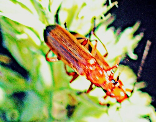 roter-weichkader-rhagonycha-fu-29151.jpeg