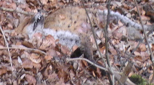 Der Rotfuchs wurde wegen der Möglichkeit einer Übertragung der "Tollwut" (Vektor für Erreger) oft gnadenlos bejagt.
Bei der Fähe(weiblicher Fuchs) dürfte es sich um ein Verkehrsopfer handeln.
http://de.wikipedia.org/wiki/Rotfuchs

Aufnameort: Eiershausen Schwarzbachtal
Kamera: Medion Digitaler Full-HD-Camcorder mit Touchscreen Medion Life