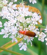 Ein Weichkäfer, der im Sommer auf oft auf Doldenblütlern in Feldern, Wiesen oder Gärten auf niedrigen Bergen beobachtet werden kann.
http://de.wikipedia.org/wiki/Roter_Weichkäfer

Aufnameort: Eiershausen Hirschberg-Schwarzbachtal
Kamera: Medion Digitaler Full-HD-Camcorder mit Touchscreen Medion Life