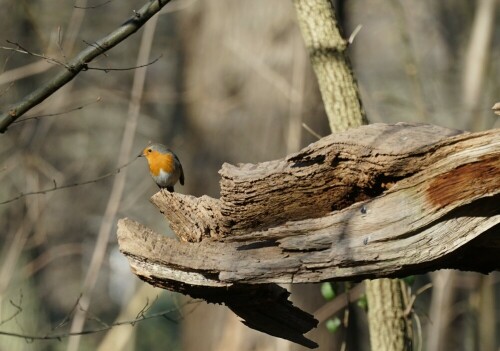 Vogel des Jahres 2021.

Aufnameort: Mielenforst Köln
Kamera: Sony Alpha 7/II