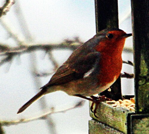 rotkehlchen-erithacus-rubecula-19997.jpeg