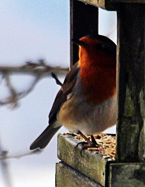 Das Rotkehlchen gilt als Nationalvogel in England (nicht öffentlich).
https://de.wikipedia.org/wiki/Sumpfdotterblume

Aufnameort: Eiershausen Garten
Kamera: Canon EOS 1300D