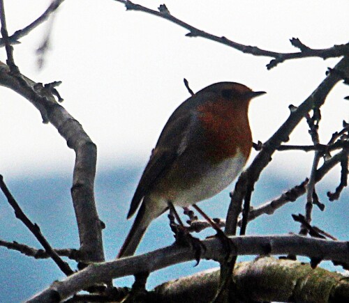 rotkehlchen-erithacus-rubecula-20188.jpeg