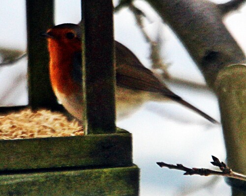 rotkehlchen-erithacus-rubecula-20189.jpeg